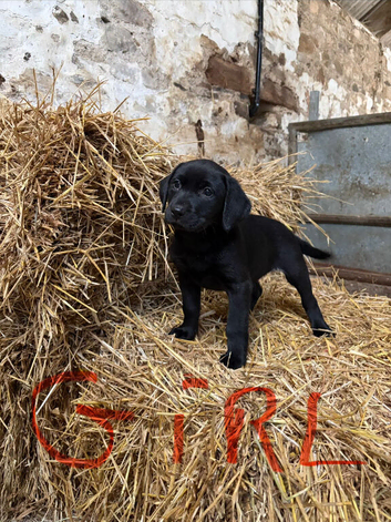 Labrador puppies