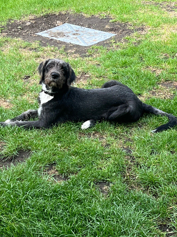 He is an Irish mix!