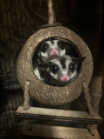2 sugar gliders