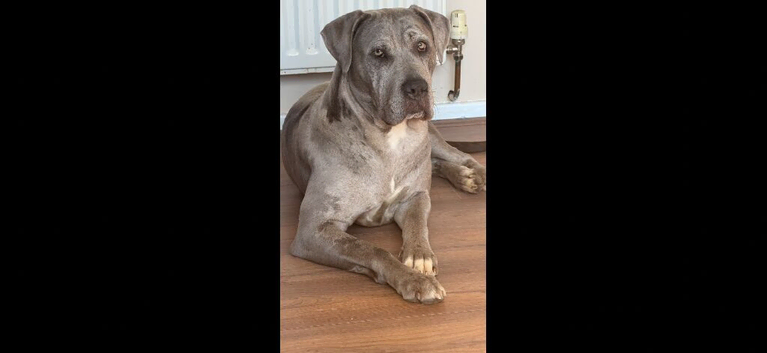 13 month old female cane corso