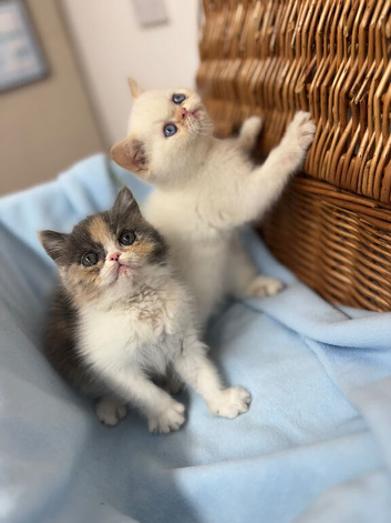 2 Beautiful exotic kittens