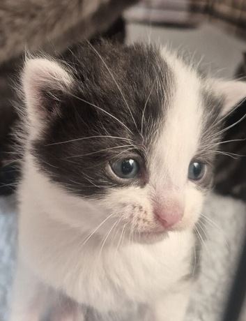 Kittens 1 girl left