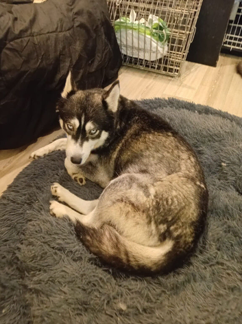 Selling husky