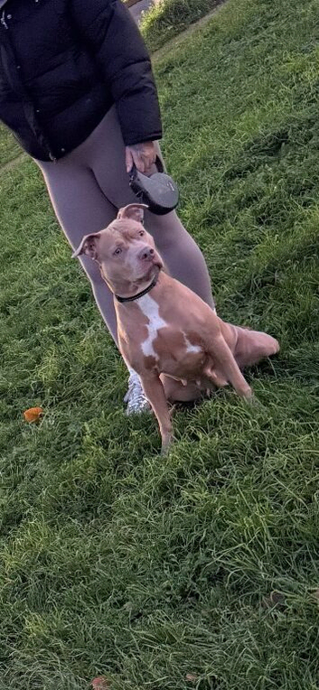 Looking for a loving home