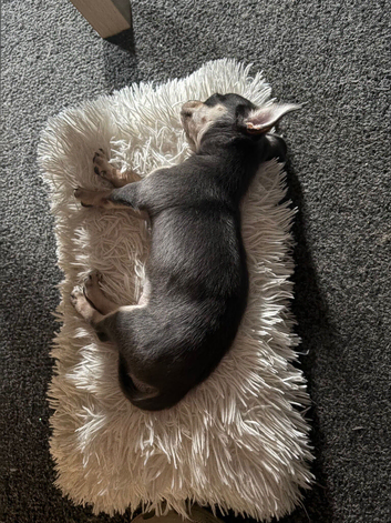 Beautiful blue tri chihuahua