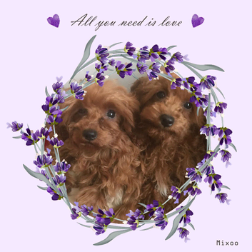 DNA clear maltipoo girls