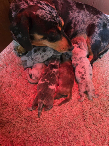 Dappled DNA tested miniature dachshunds