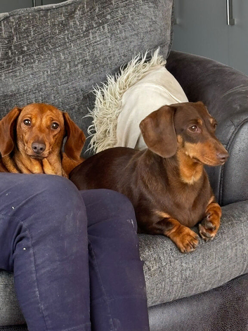 Adult Female Dachshund