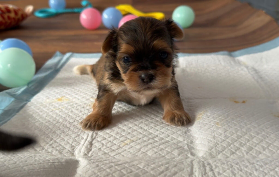 Gorgeous imperial Shih Tzu