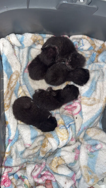Kittens