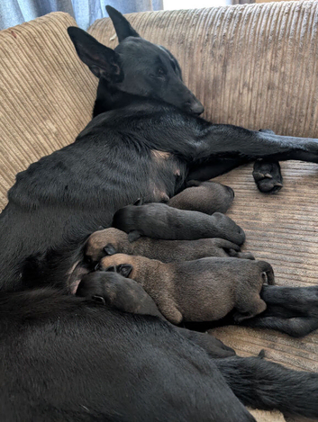Belgian shepherd pups