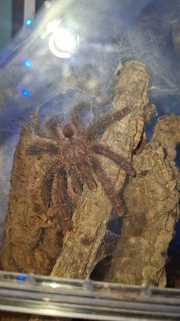 Misc Tarantulas + Setups