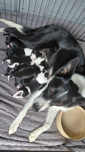 2 female border collie pups left 8 weeks old