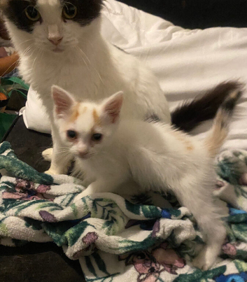 Last female kitten