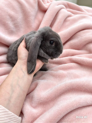 Breeding Trio of Velveteens * reduced*