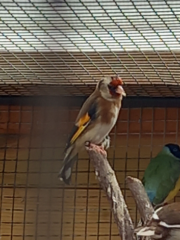 Goldfinch