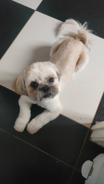 Available as Stud Dog