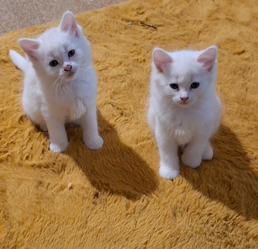 Gorgeous Kittens for sale