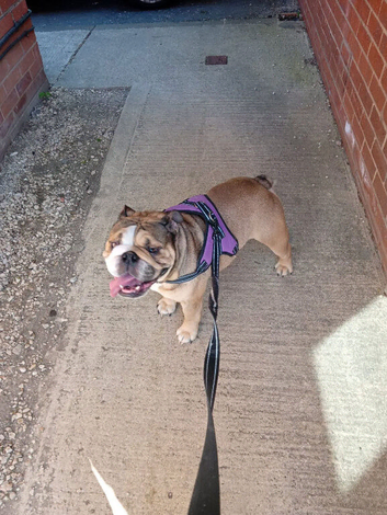 English Bulldog