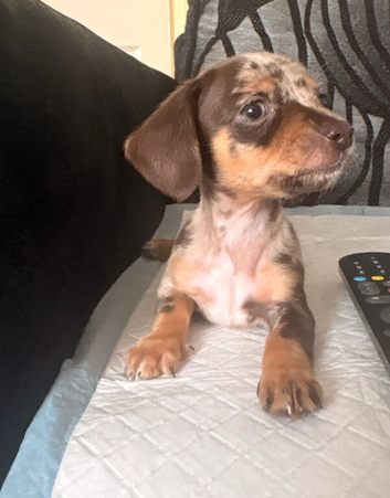 Ready now Chiweenie puppies Minature dachshund x chihuahua