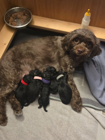 F1b shihpoo puppies