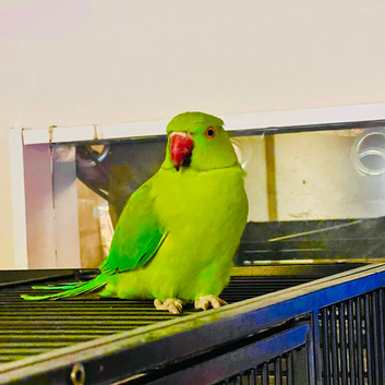 Stunning young Indian Ringnack parrot