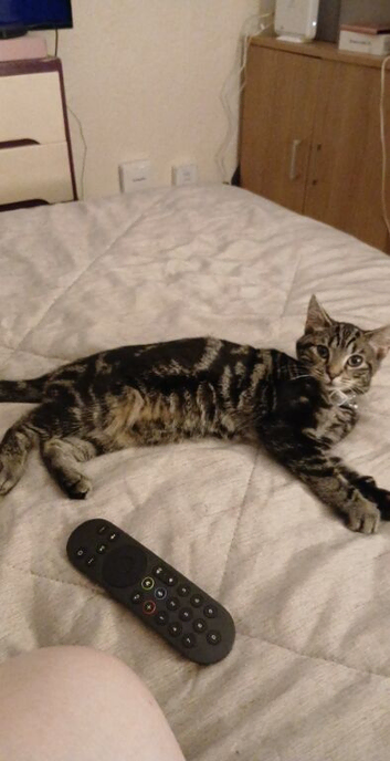 Cat for sale