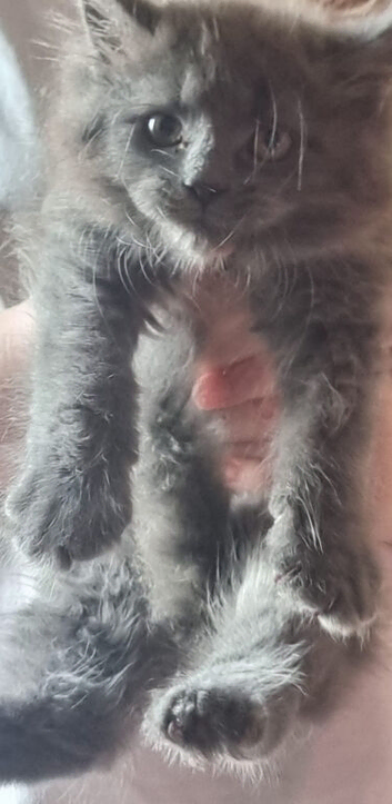 Blue female kitten
