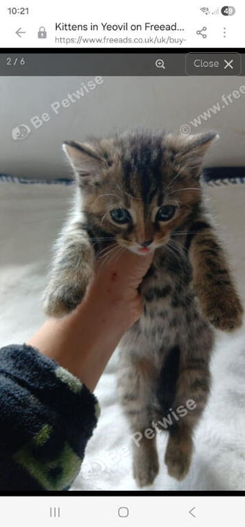 Kittens