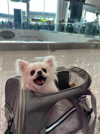 White Pomeranian Female