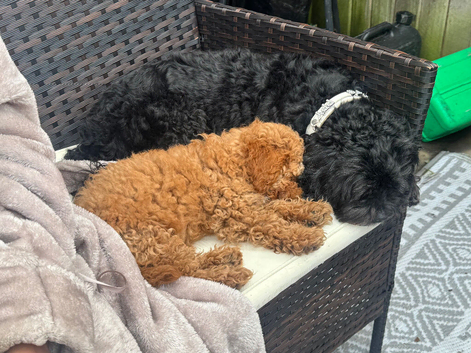 16 week old  female cavapoo ready to go