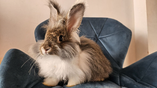 Stunning English Angora Babies