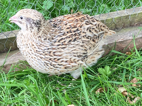 Coturnix quail