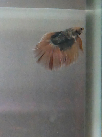 Stunning Male Halfmoon Betta