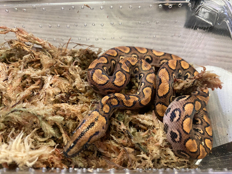 Brazilian Rainbow Boa at Birmingham Reptiles