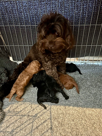 READY SOON Gorgeous Cockapoo pups