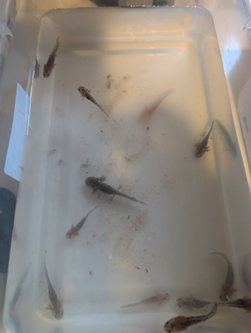 12 baby axolotls for sale