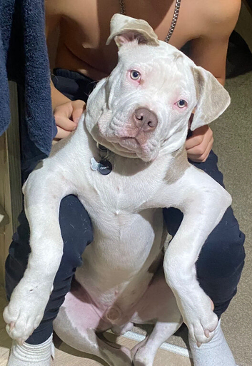 American Staffordshire bull terrier