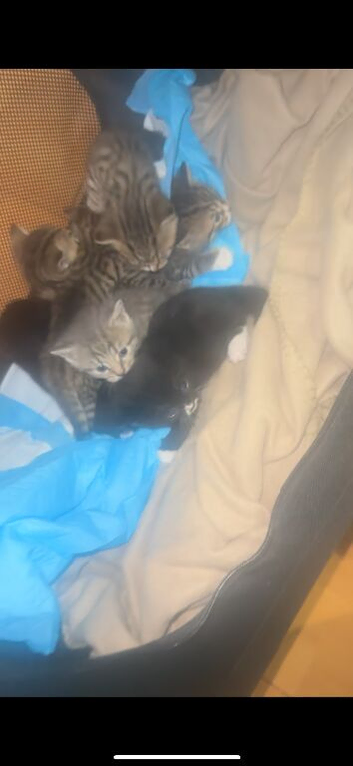 Beautiful kittens looking for loving forever homes
