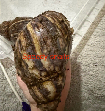 Ovum snails