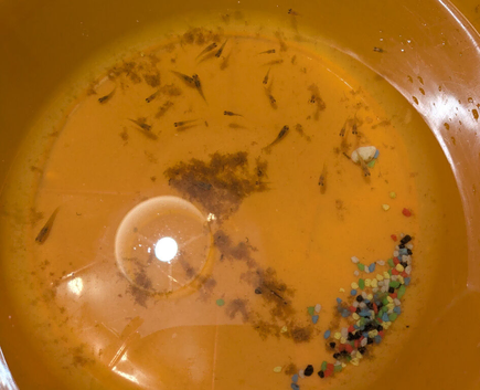 Baby platy's