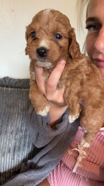 Sprocker for sale male 8 weeks old 3rd July
