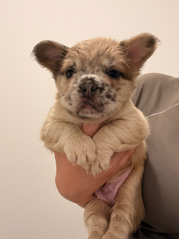 READY TO LEAVW Fluffy Frenchbulldog Merle