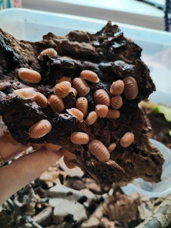 Cubaris Crabby Isopod