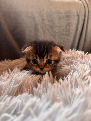 Scottish Fold/Straight kittens