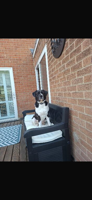 Akita staffie cross spaniel