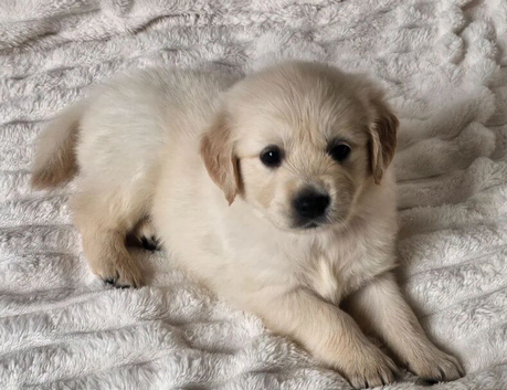 Golden Retriever Puppies  The Heart and Soul of the Family.