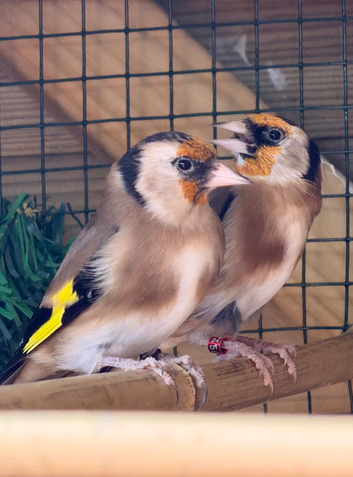 Beautiful proven pair of singing pea throat goldfinch