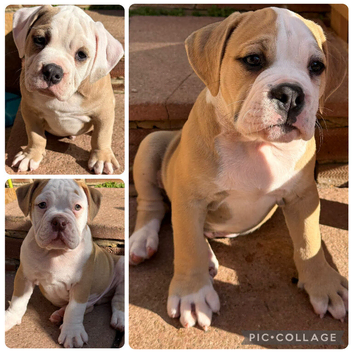 READY TO LEAVE 3 olde English bulldog