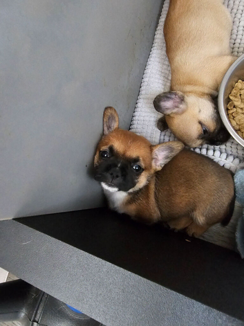 Tri-Bred puppies for sale